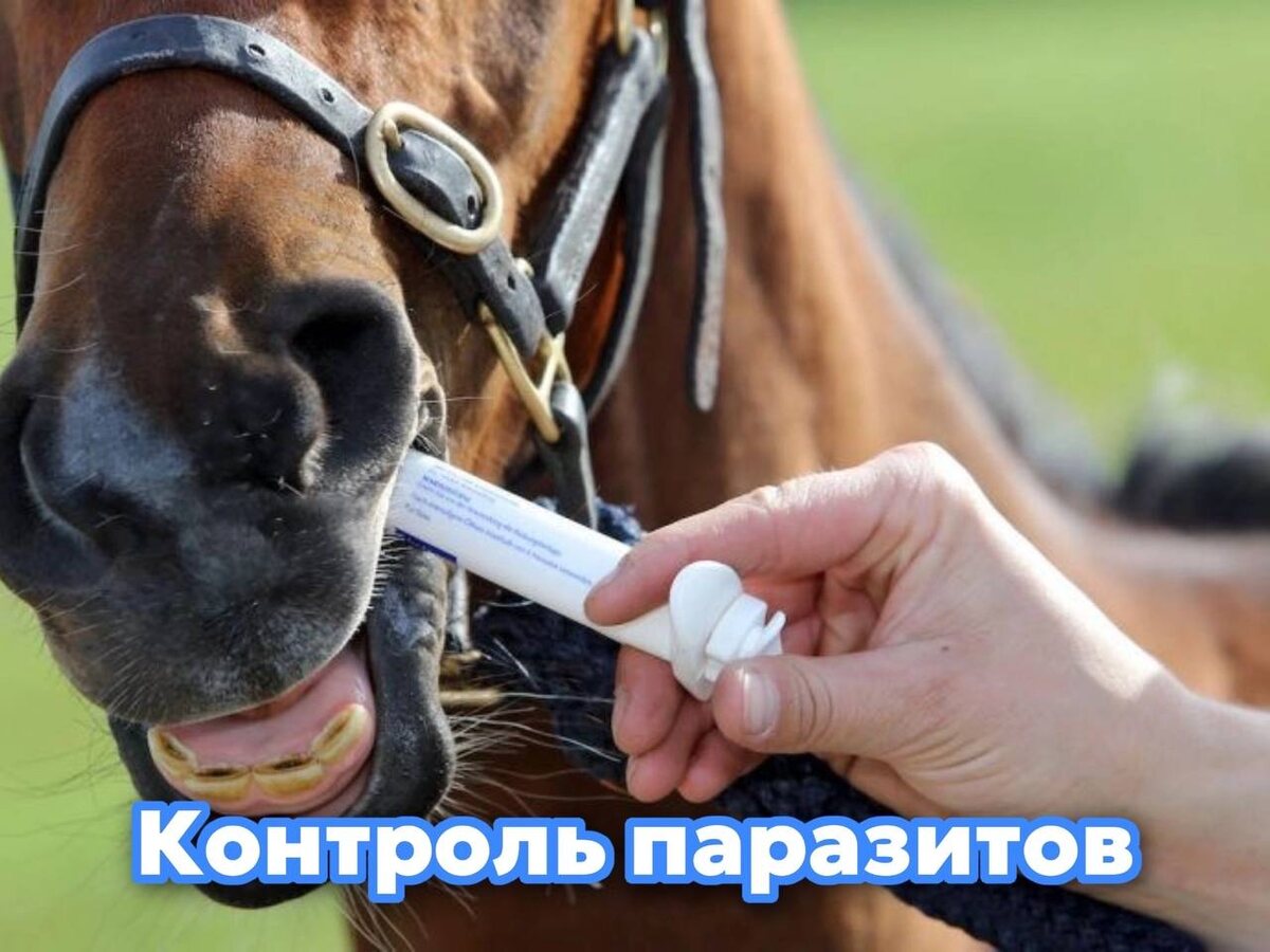Гельминты могут стать причиной серьезных проблем у лошадей.