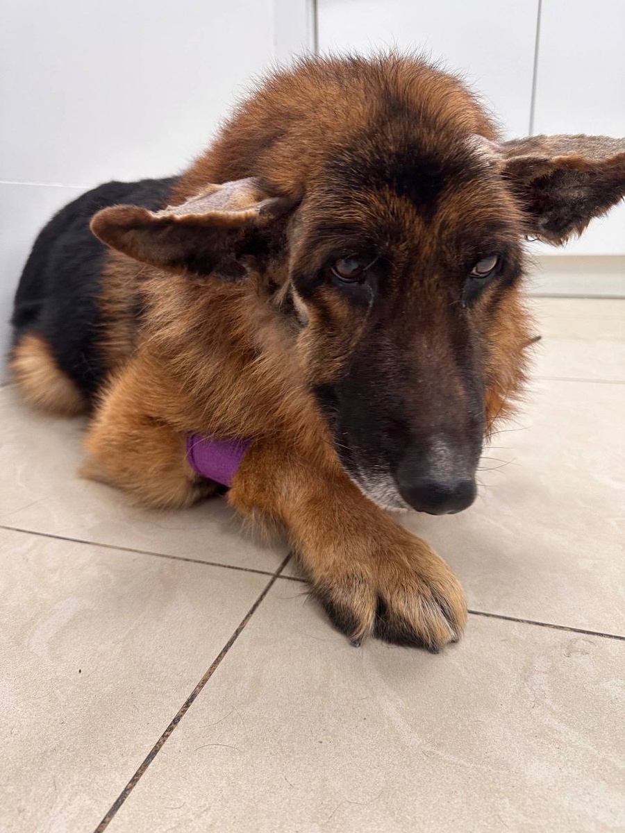 Рексик в день спасения ❤️‍🩹