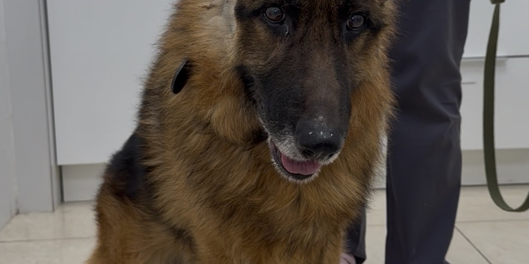 В 10 лет немца Рекса выгнали из дома на мороз, и в приюте не пожалели. Что с ним сейчас?