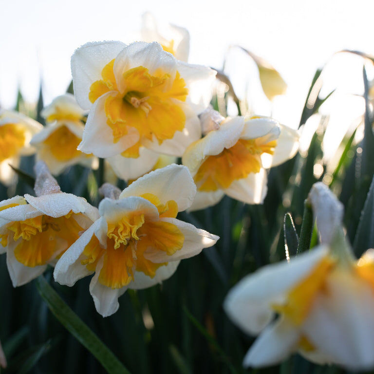 Фото FLORET LIBRARY