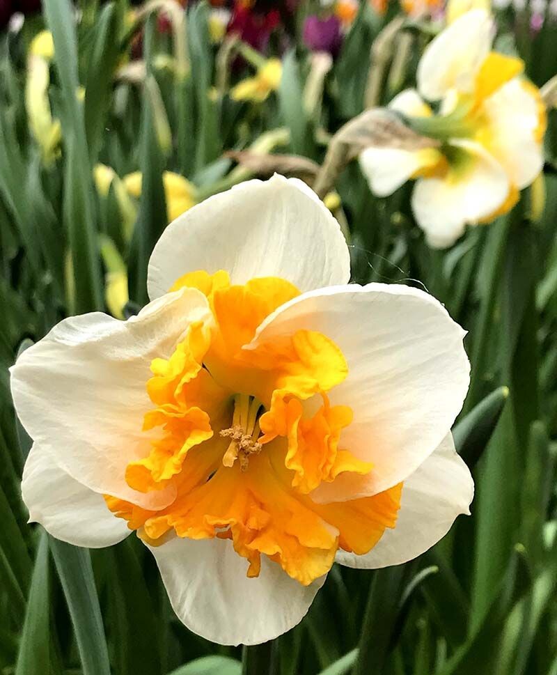 Фото John Scheepers, Inc