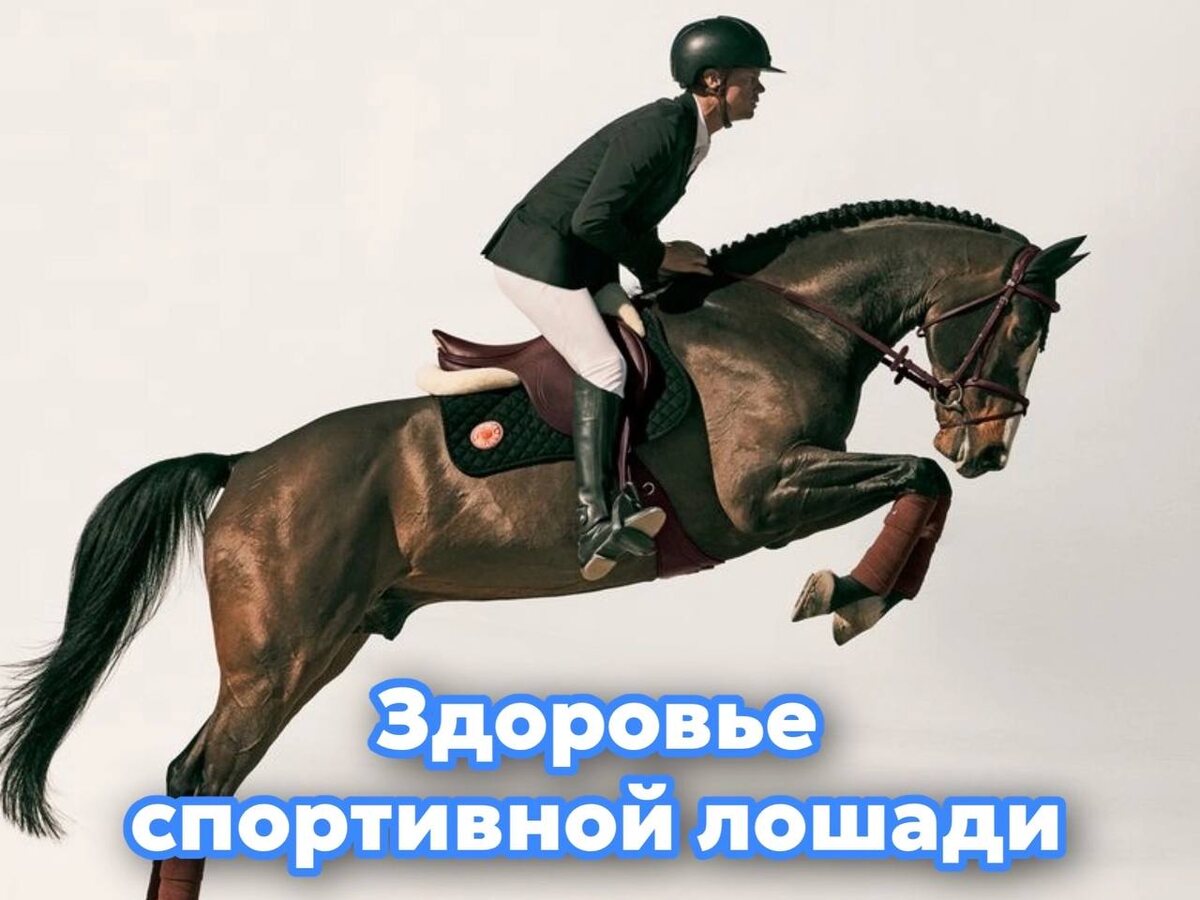 Чтобы сохранить хорошее самочувствие и работоспособность животного, важно соблюдать несколько ключевых принципов.