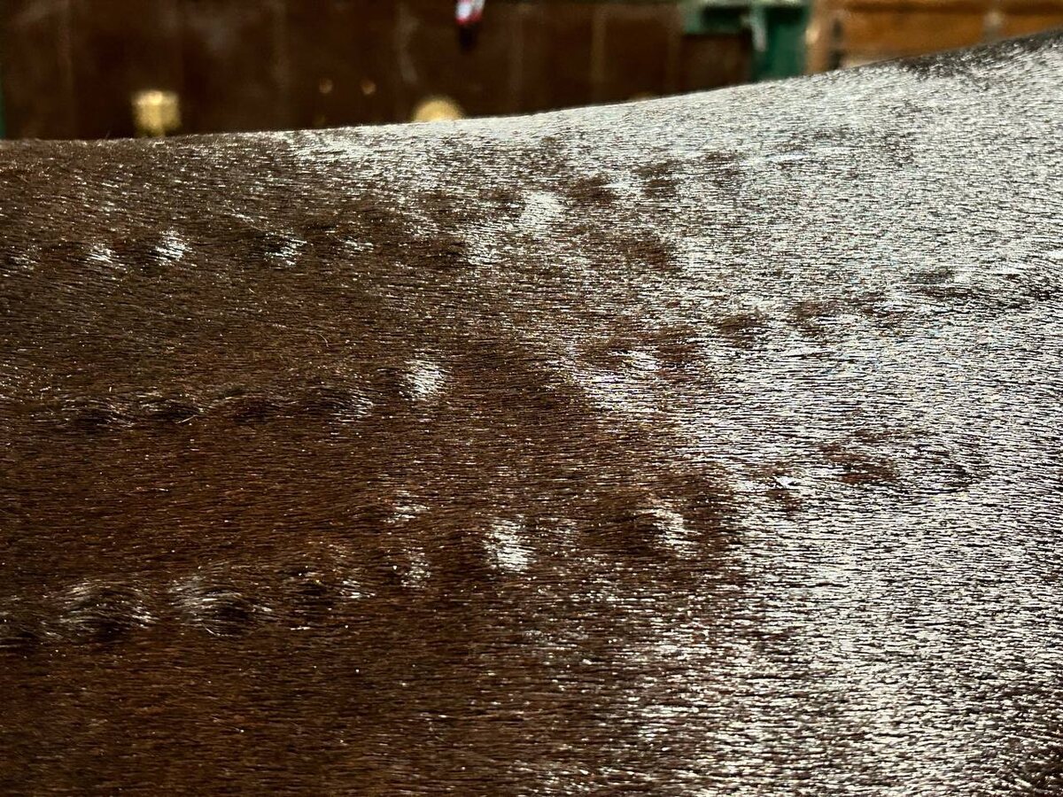 Фото из практики ветеринарной команды Гиппус Вет (телеграм hippusvet).