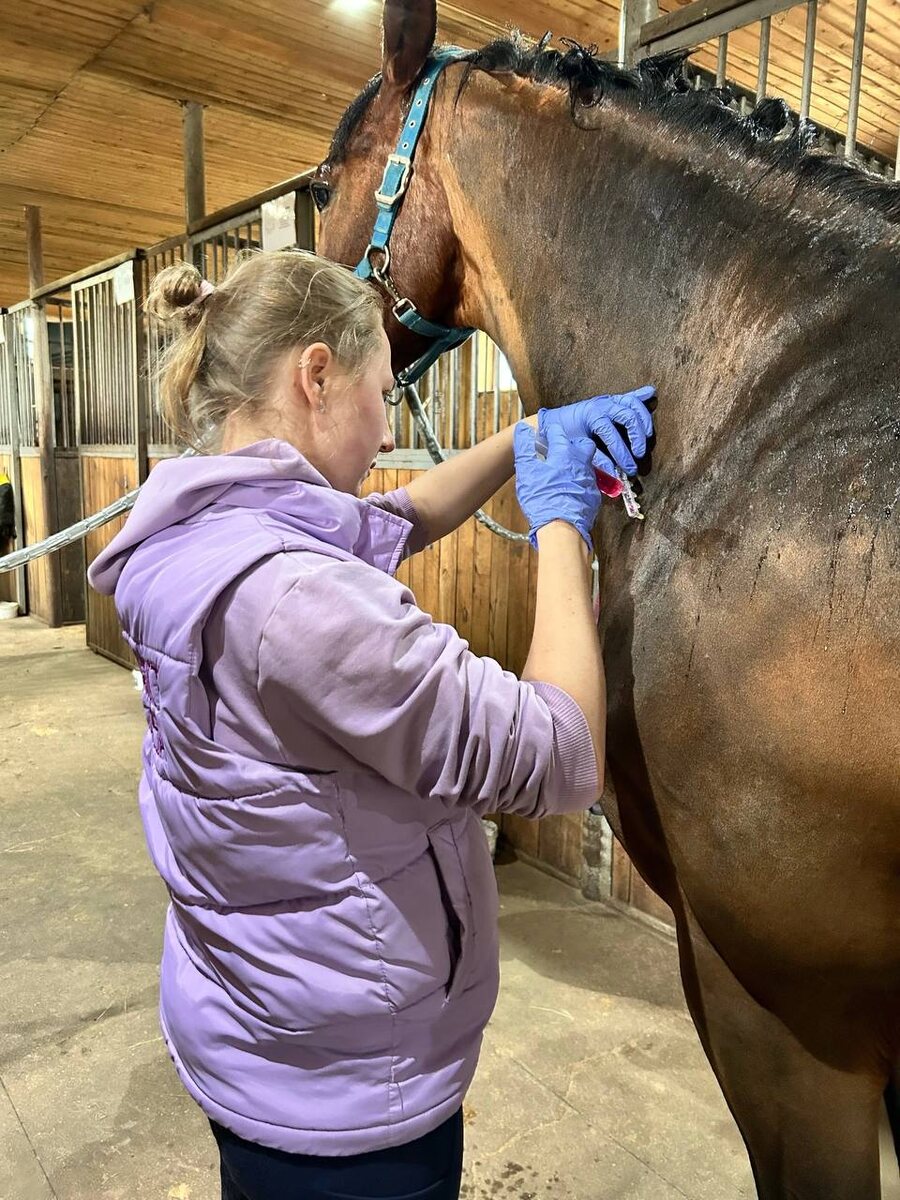 Фото из практики ветеринарной команды Гиппус Вет (телеграм hippusvet).