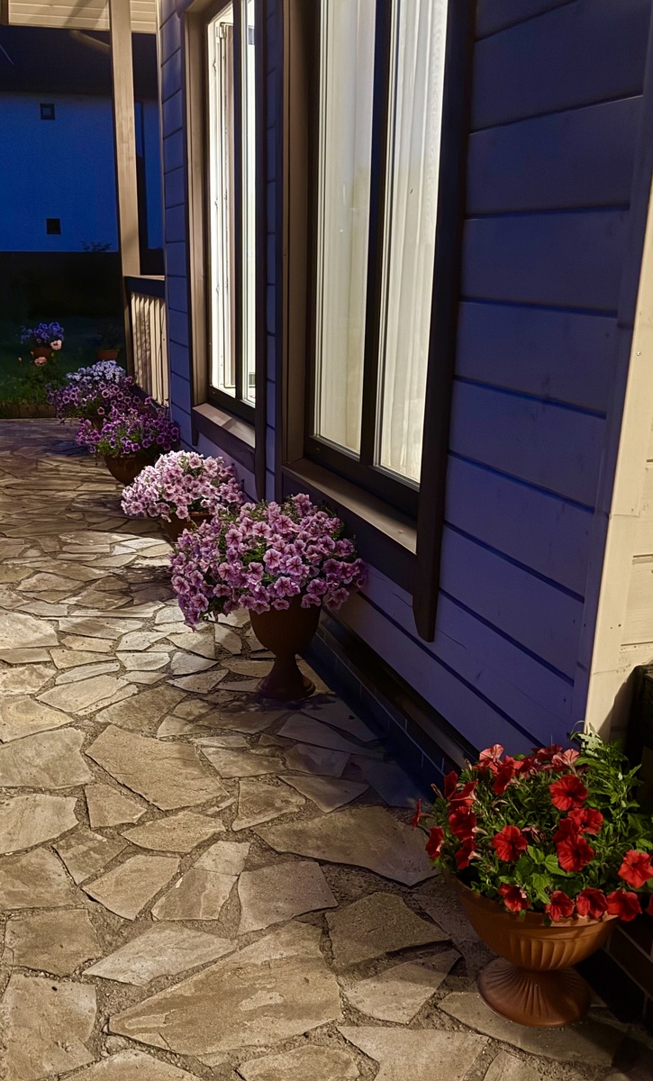 Петунии опера Расбери айс, Парпл Вейн, изи вейв ред июль 2025