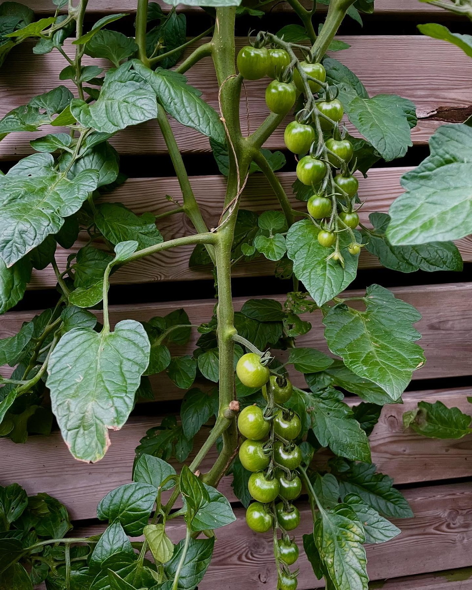 Томат — многолетник, которого мы выращиваем как однолетник