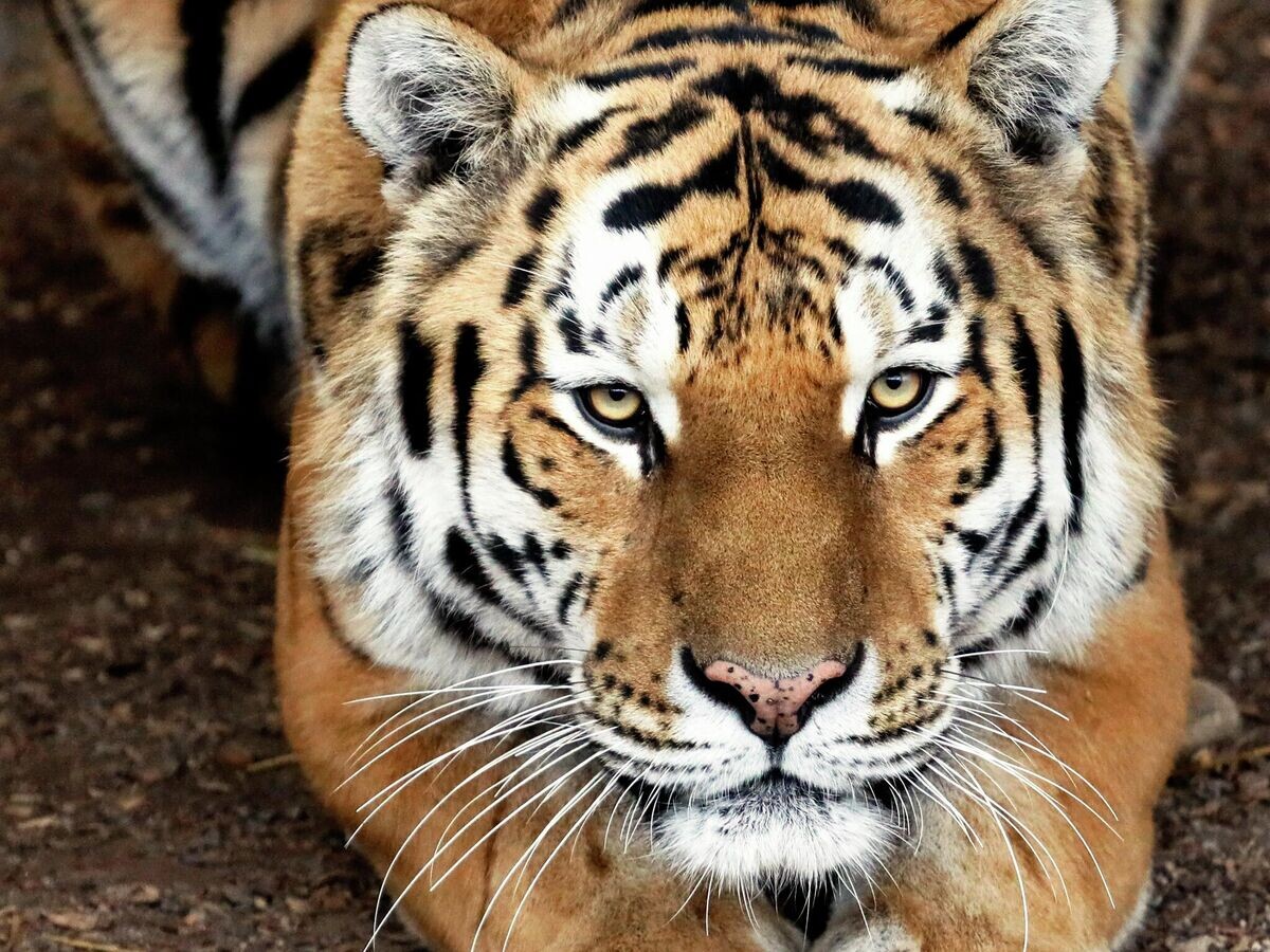    Амурский тигр | © РИА Новости / Илья Наймушин