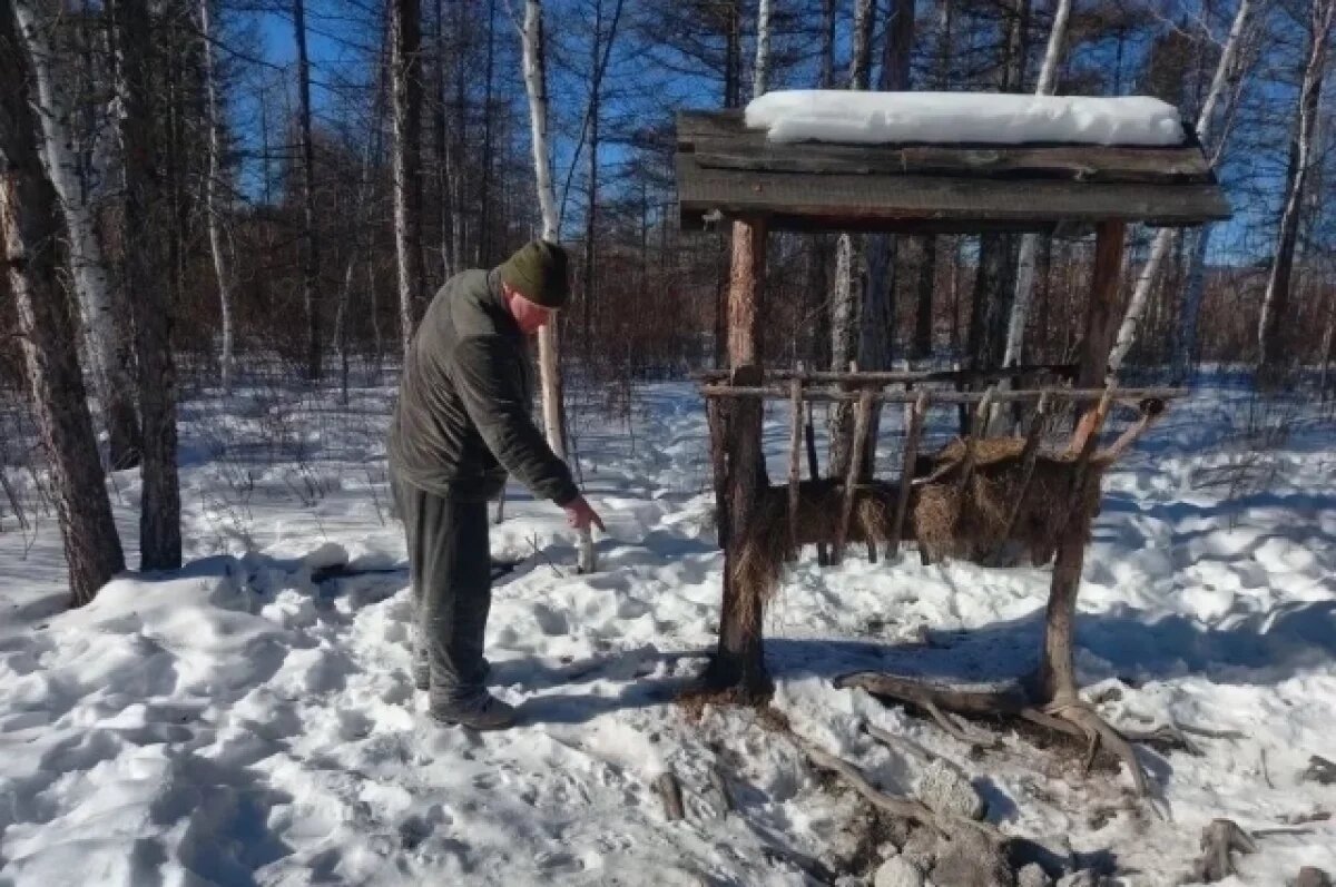    Больше косуль, изюбрей и лосей стало больше в Арейском парке