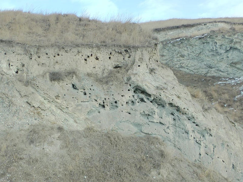 Колонии ласточек-береговушек в глинисто-песчаном карьере
