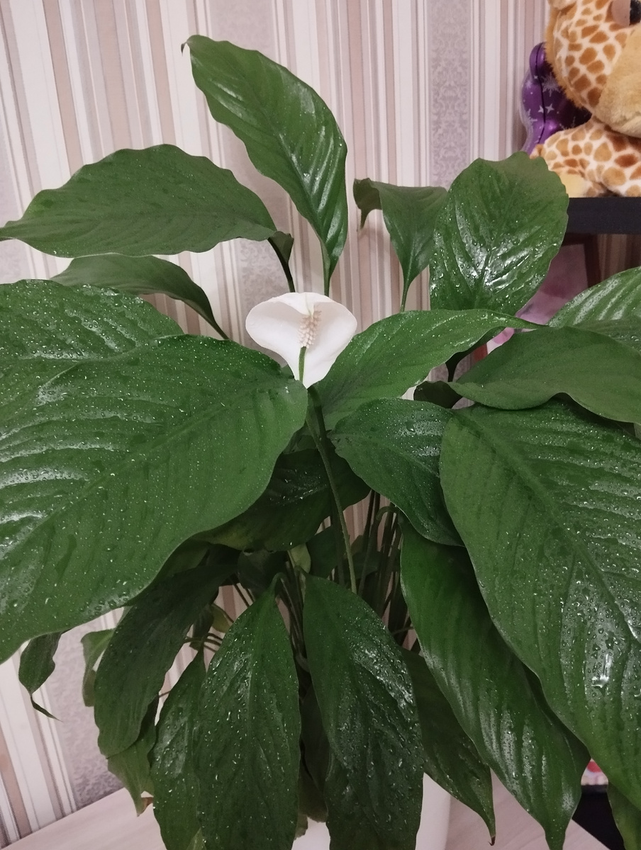 Какой-то цветок зацвёл. Фото автора.