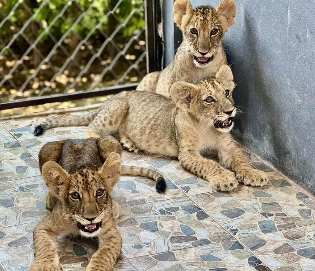 Фото с сайта https://phuket-insider.com/