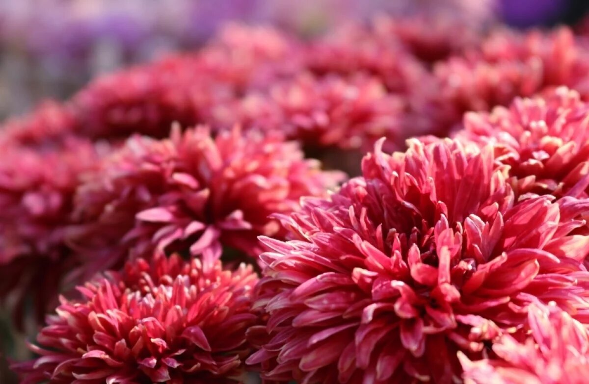    В Хабаровский край не пустили 64 тысячи заражённых цветов из Китая