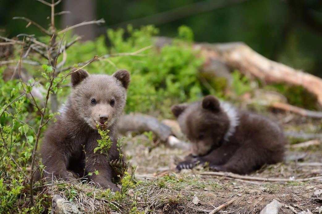 Два медвежонка в траве, землянику жуют, мамку ждут. Братья. 
