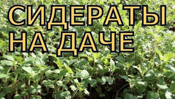 Роль сидератов на дачном участке