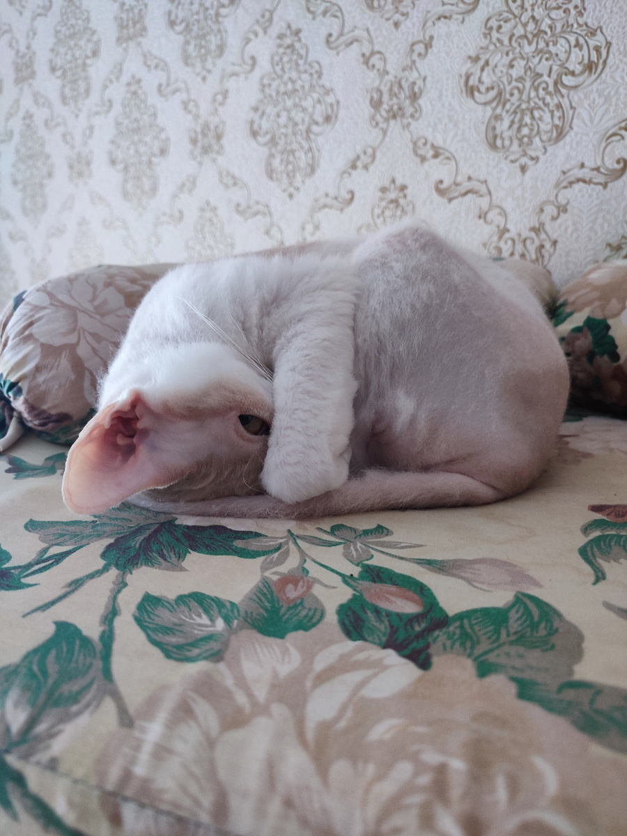 Доча подглядывает и следит за нами! 