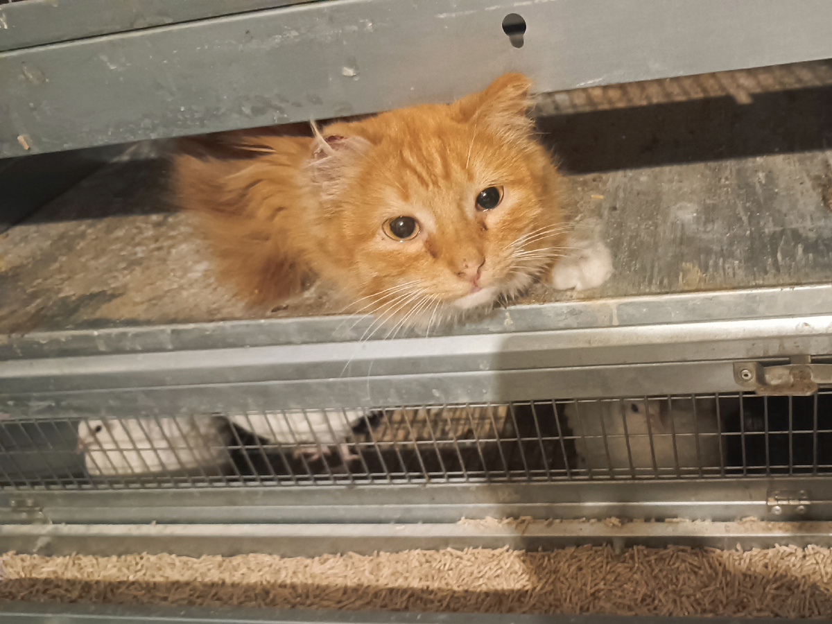 Позировать отказывается. Видит, что кто-то подходит, сразу сбегает, будто его тут и не было. Наверху вот один разок удалось сфотографировать. Снизу - ни разу... :(