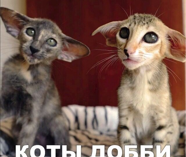 Кото мемы