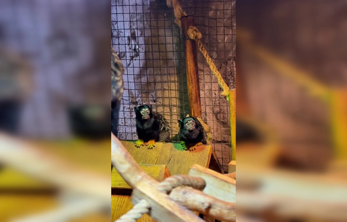    Фото: Парк «Лога»