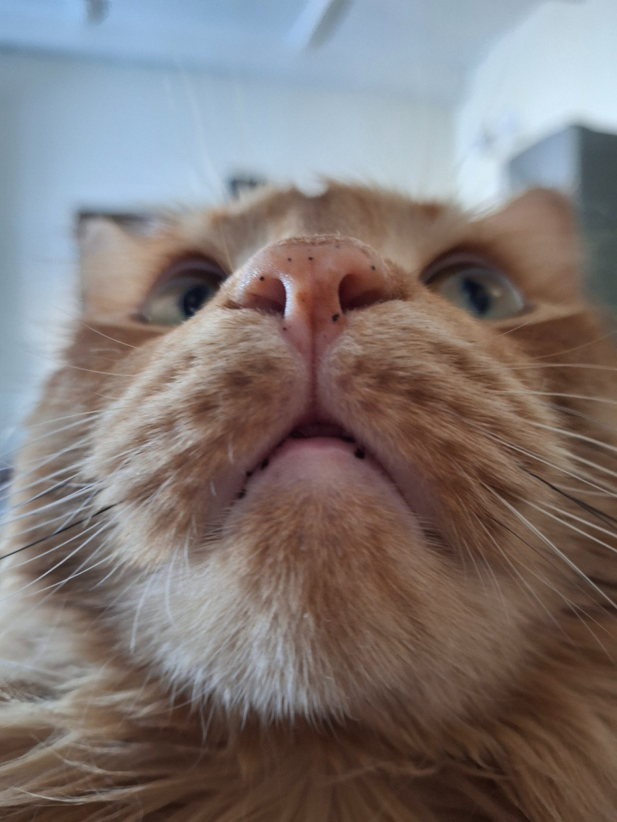 Это мой котяра позирует для фото со своими веснушками. Фото, возможно и не в тему, но говорят, что при виде кота, у человека вырабатывается гормон счастья) Пусть ваш день будет счастливым!