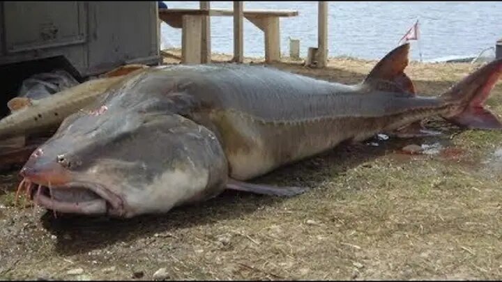  Белуга Фото яндекс картинки