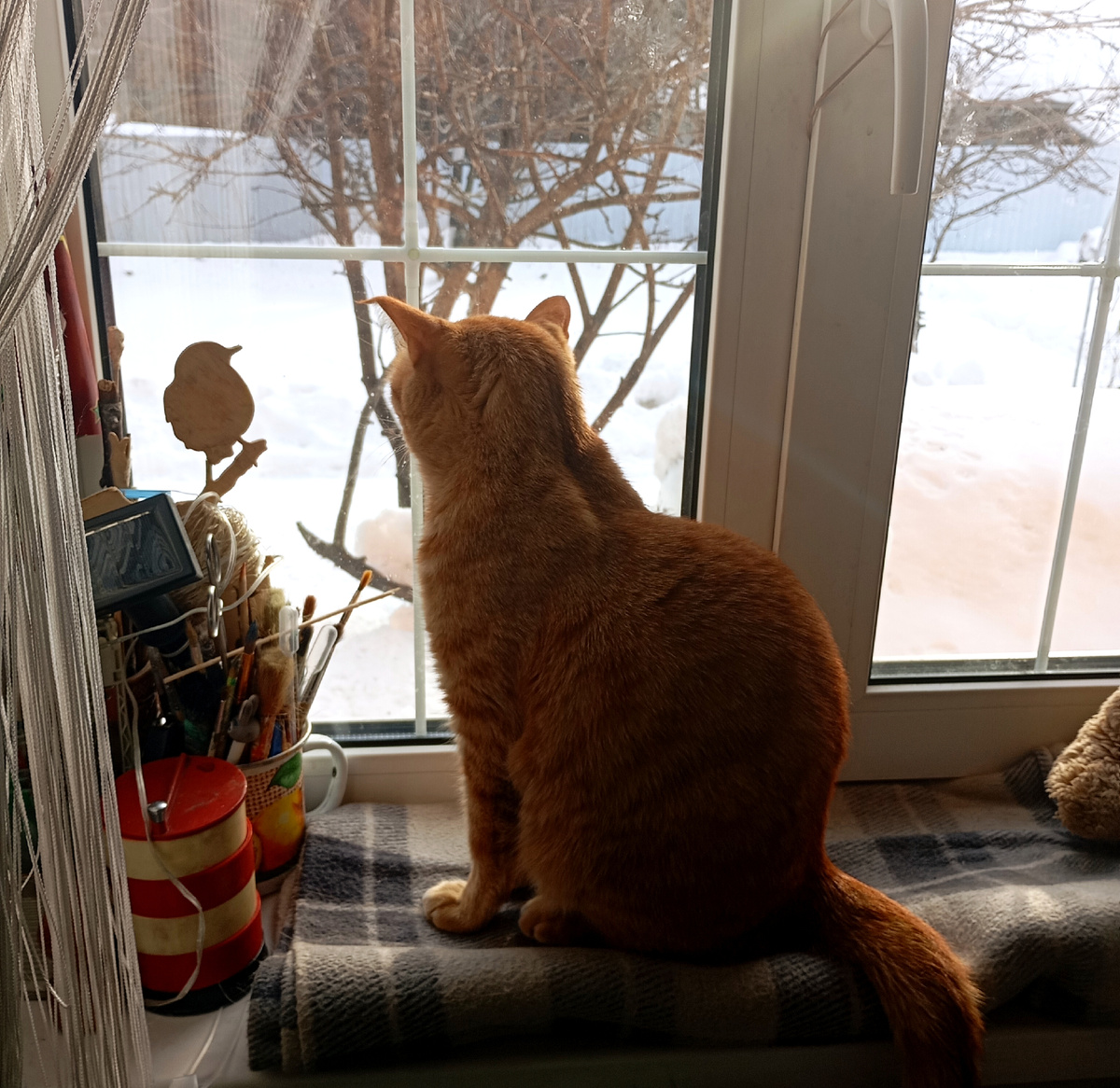 Сеня следит за птичками.