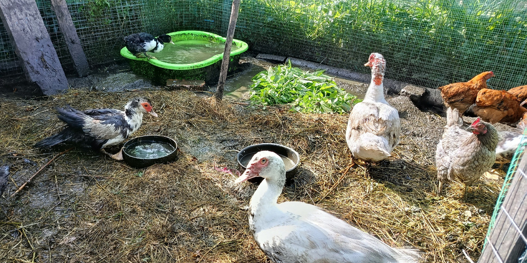 Чем кормлю домашнюю птицу.