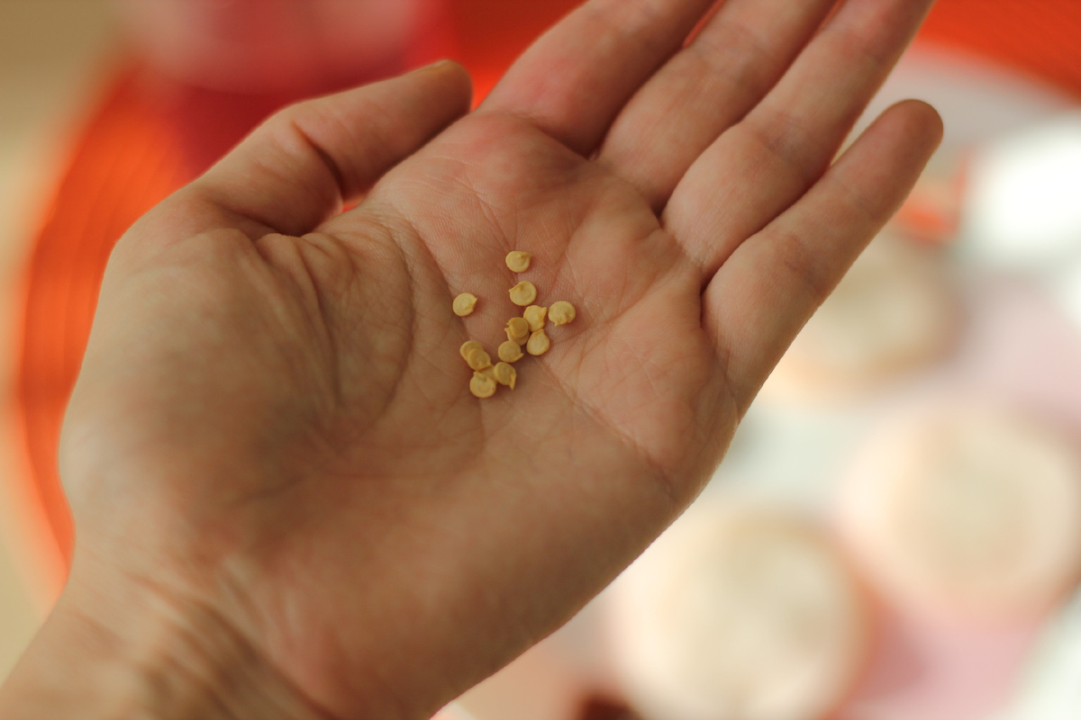 Семена сладкого перца