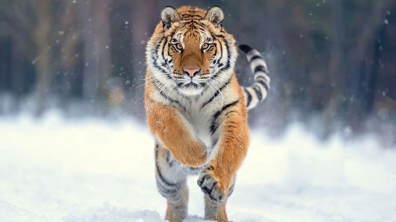    Фото: enky03/Shutterstock/Fotodom
