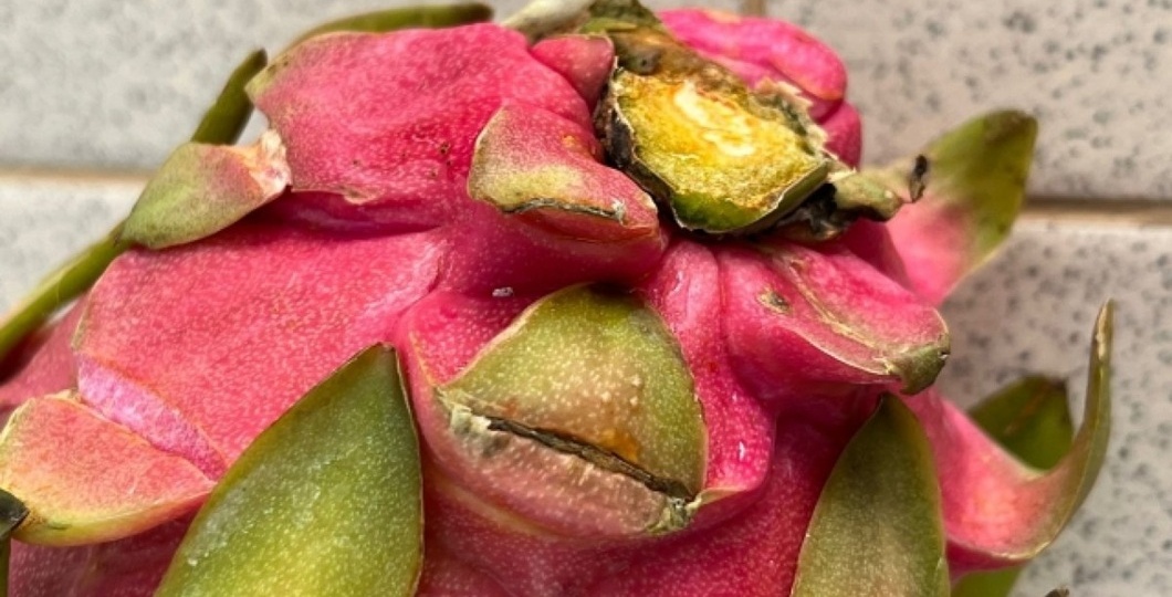 В Красноярске нашли 1,4 тонны опасных экзотических фруктов