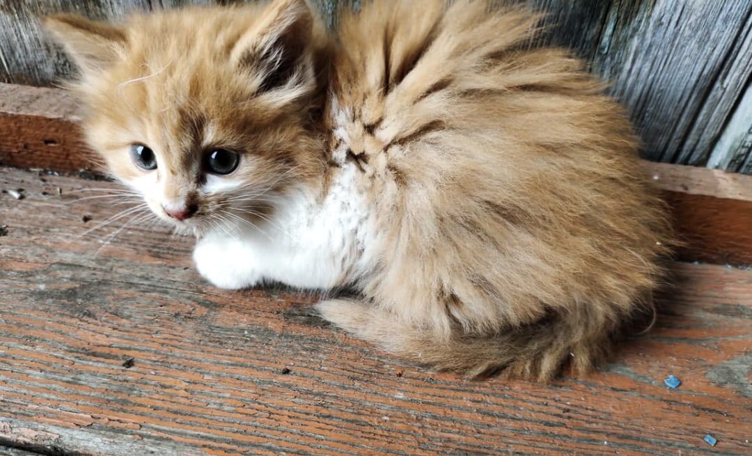 Степан маленький