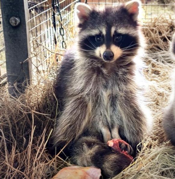    «Гибнут от голода, холода, собак, машин»: горожане нашли на помойке домашнего енота и спасли