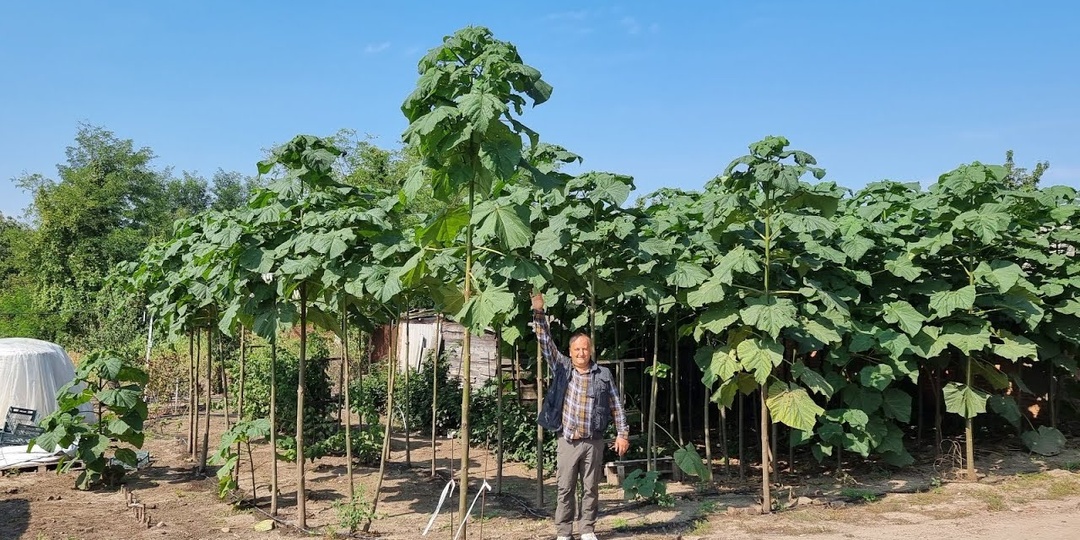 Павлония - самое быстрорастущее дерево для зеленой изгороди или рощи. За год вырастает до 5 метров