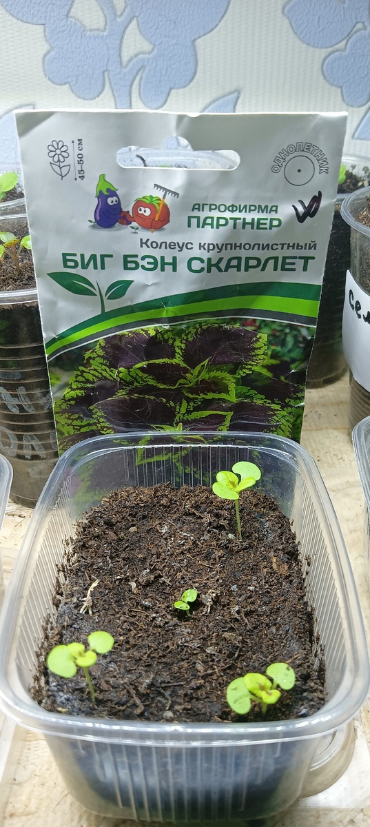 Фото Сад в цветах 