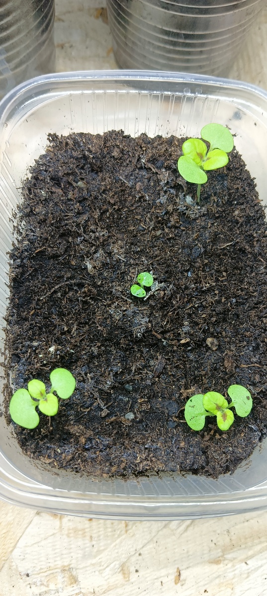 Фото Сад в цветах 