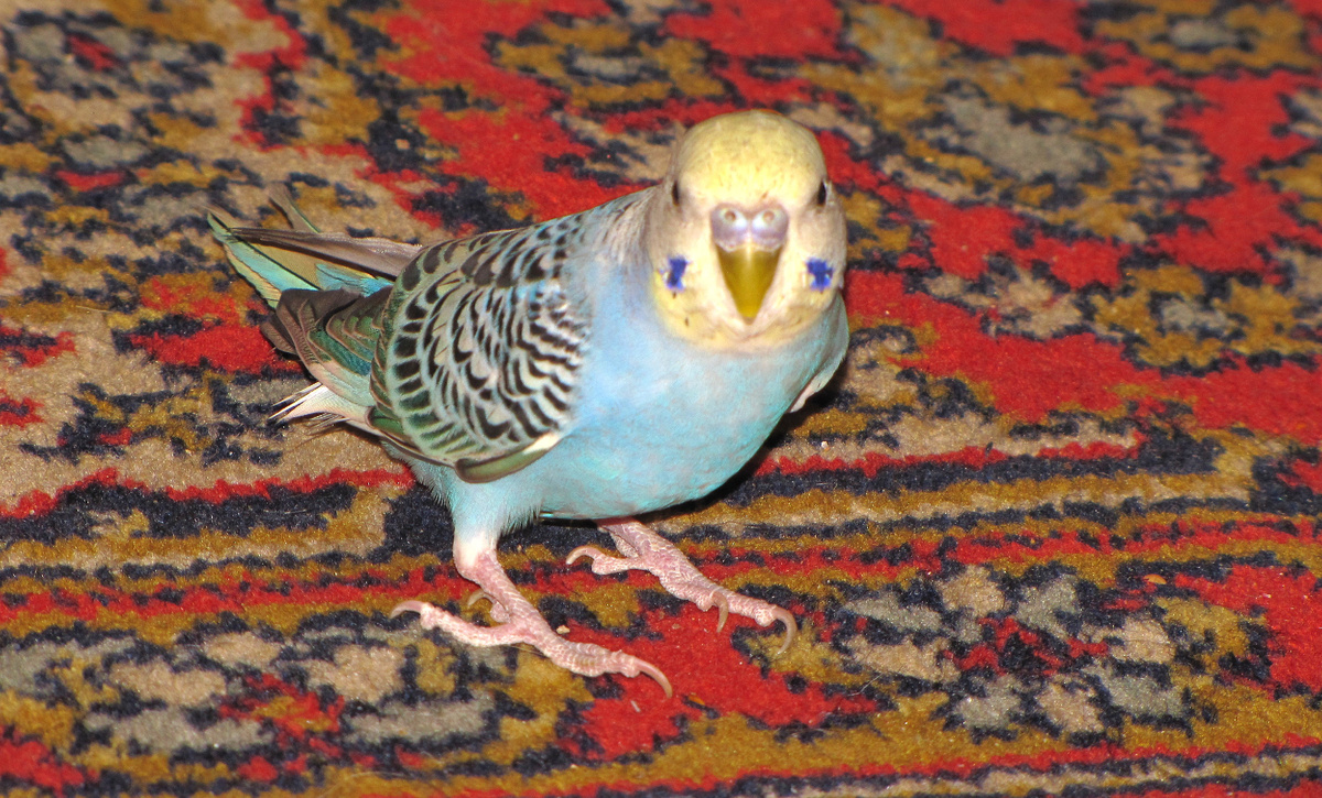 Ромашкин. Рома. Главный