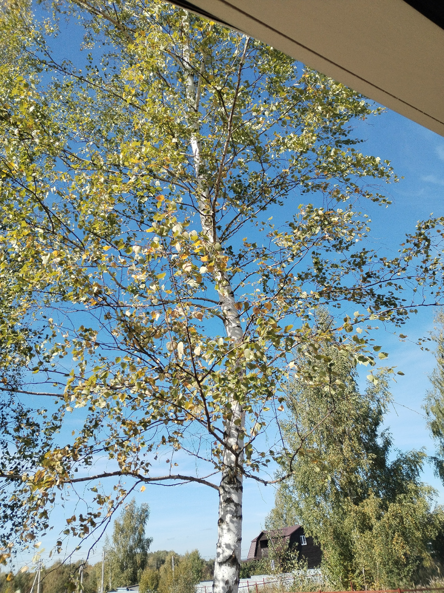 Марьяна, вид снизу с веранды в небеса 