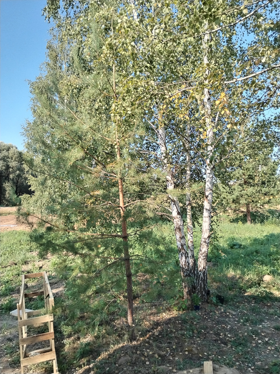 Кася и Тринити 