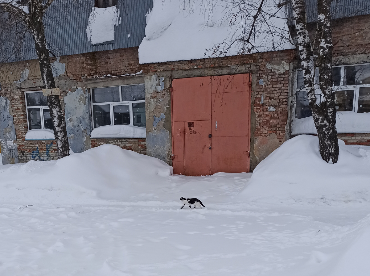 Это не та кошка. Это вообще, думаю, кот.