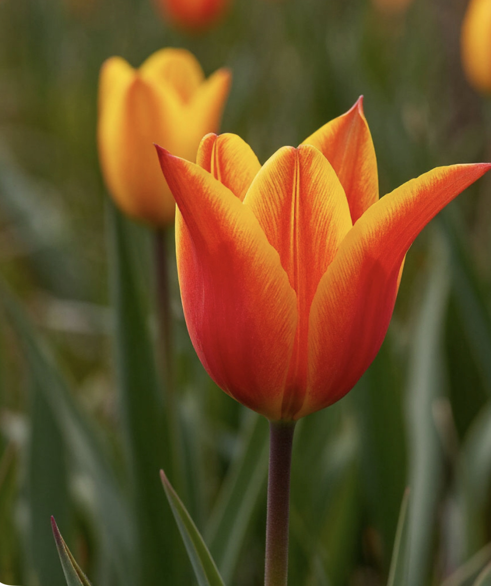 Тюльпан биберштейна