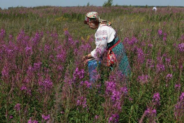 Кипрей узколистный
