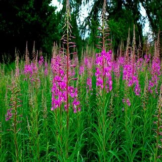 Кипрей узколистный.