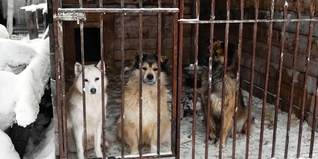 Красноярские волонтеры собрали 21 миллион, чтобы спасти собак в приюте от усыпления