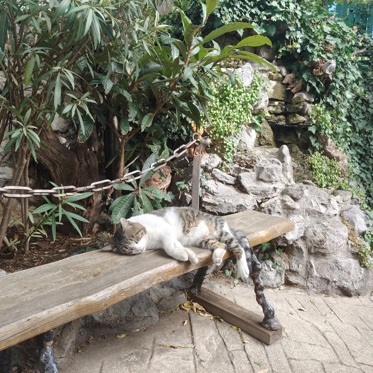 Котик у дачи Чехова в Гурзуфе (фото автора)