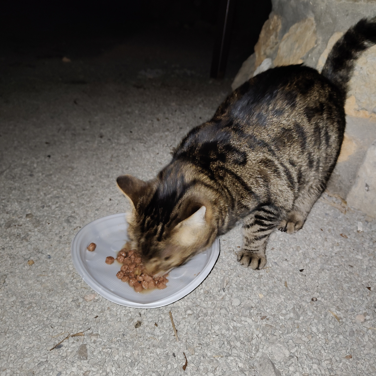 Ночная жрица Крымская (фото автора)