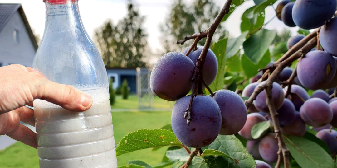 Собираю свыше 100 кг слив, вишни и абрикосов ежегодно! Хотите также? В марте сыплю «особую» смесь под деревья