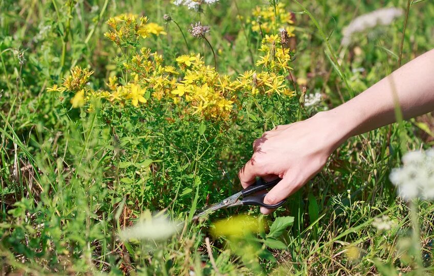 Заготовка зверобоя подробно и пошагово.
