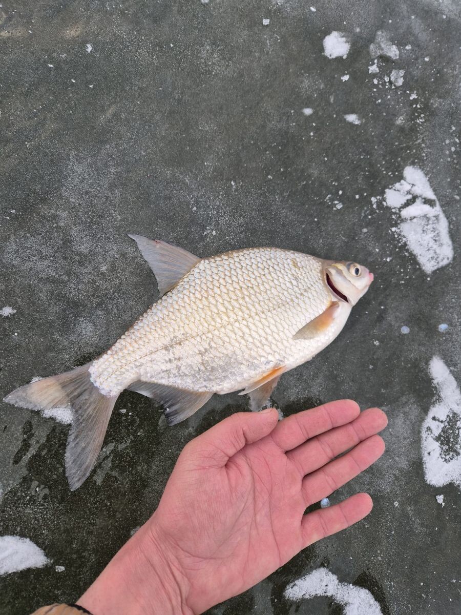    Тарашка ловится крупная