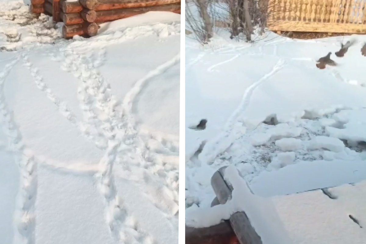     Семейка куропаток поселилась у авиаотделения Лесопожарного центра в Красноярске