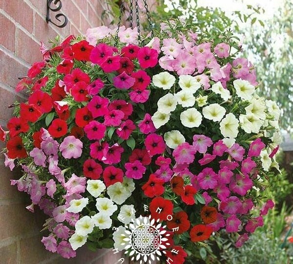 Петуния микс от Green Legacy: Мой балкон, утопающий в ярких красках всё лето