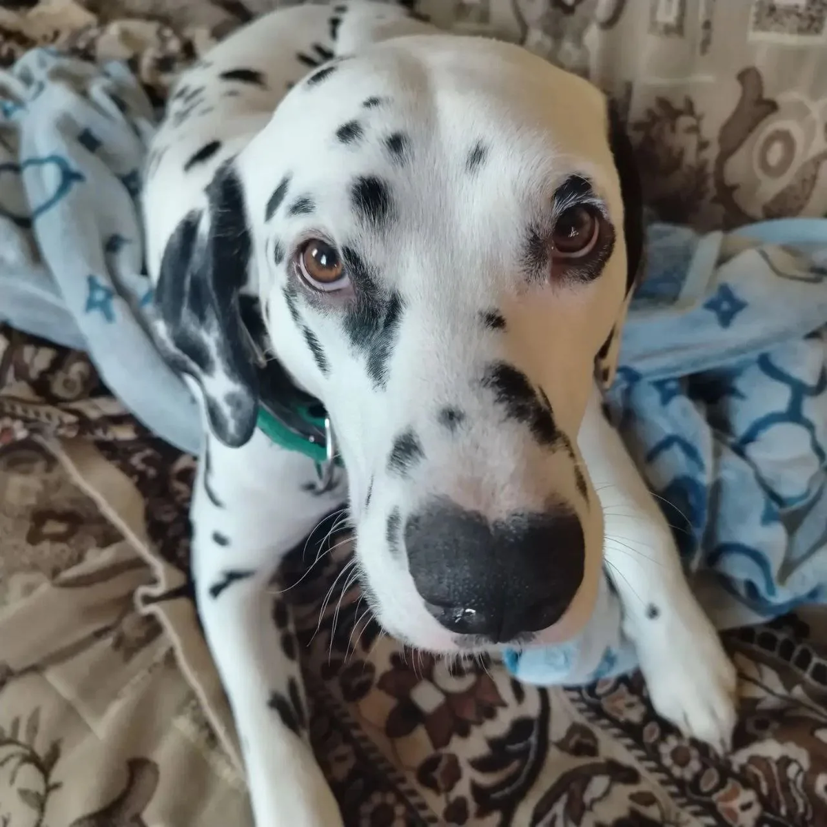 Огромный, тёплый и очень домашний привет передаёт Пломбир! 